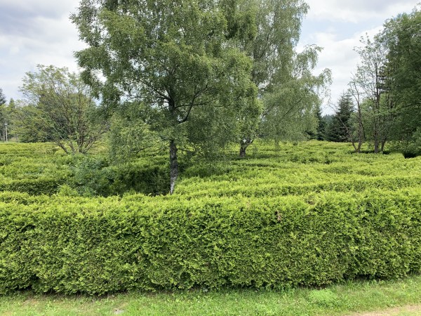 Bříza v labyrintu živého plotu.