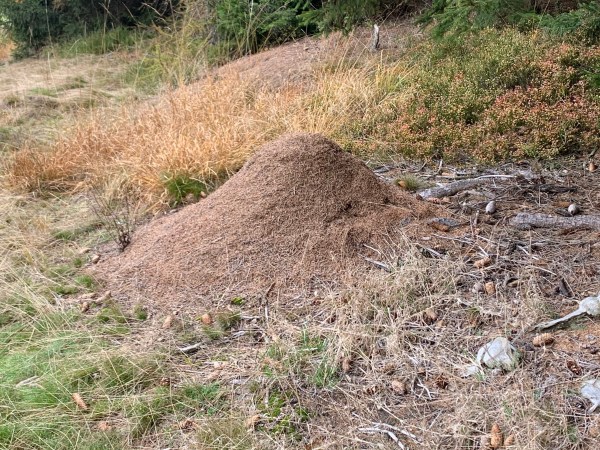 Mraveniště na okraji lesa mezi trsy trávy a borovicovými šiškami.